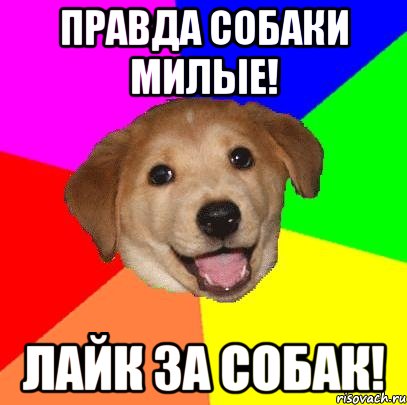 Правда Собаки милые! Лайк за собак!, Мем Advice Dog