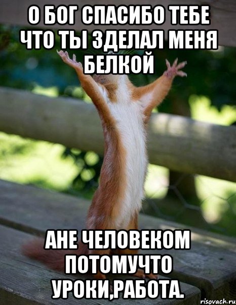 О бог спасибо тебе что ты зделал меня белкой ане человеком потомучто уроки,работа., Мем    белка молится