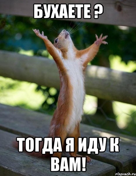 Бухаете ? Тогда я иду к вам!, Мем    белка молится