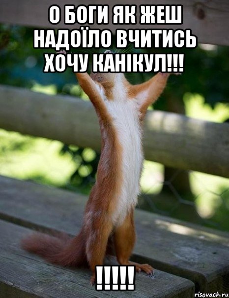 О БОГИ як жеш надоїло вчитись хочу канікул!!! !!!!!, Мем    белка молится