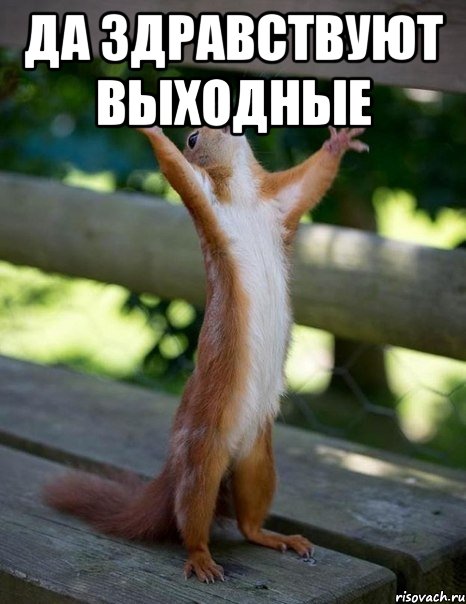 да здравствуют выходные , Мем    белка молится