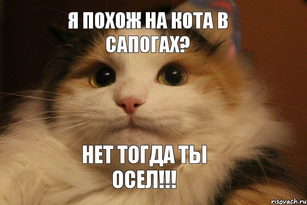 Я похож на кота в сапогах? Нет тогда ты осел!!!, Мем  Кот в недоразумении