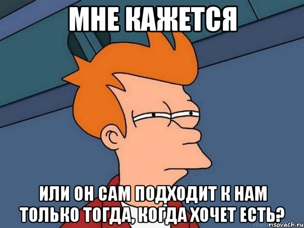 мне кажется или он сам подходит к нам только тогда, когда хочет есть?, Мем  Фрай (мне кажется или)