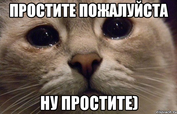 простите пожалуйста ну простите), Мем   В мире грустит один котик