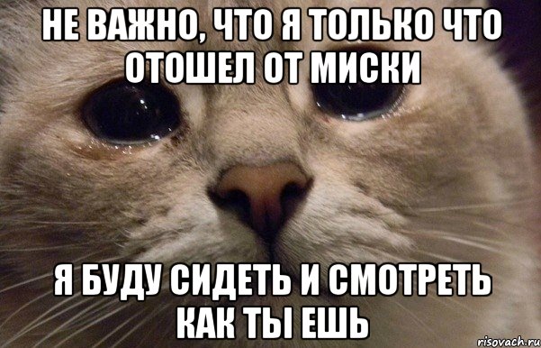 не важно, что я только что отошел от миски я буду сидеть и смотреть как ты ешь, Мем   В мире грустит один котик