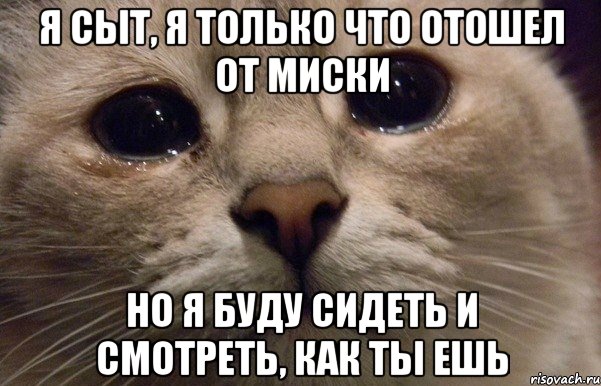 я сыт, я только что отошел от миски но я буду сидеть и смотреть, как ты ешь