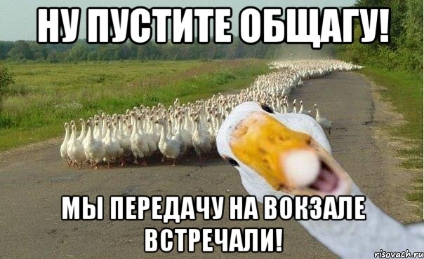 ну пустите общагу! мы передачу на вокзале встречали!, Мем гуси