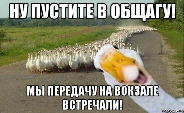 ну пустите в общагу! мы передачу на вокзале встречали!, Мем гуси