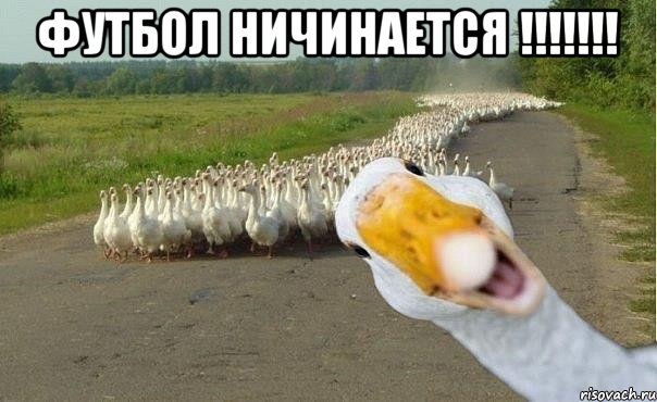 футбол ничинается !!! , Мем гуси