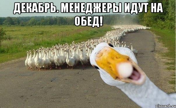 декабрь. менеджеры идут на обед! , Мем гуси