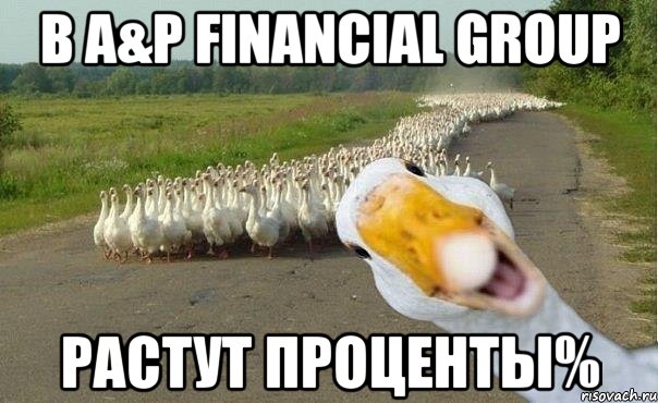 в a&p financial group растут проценты%, Мем гуси