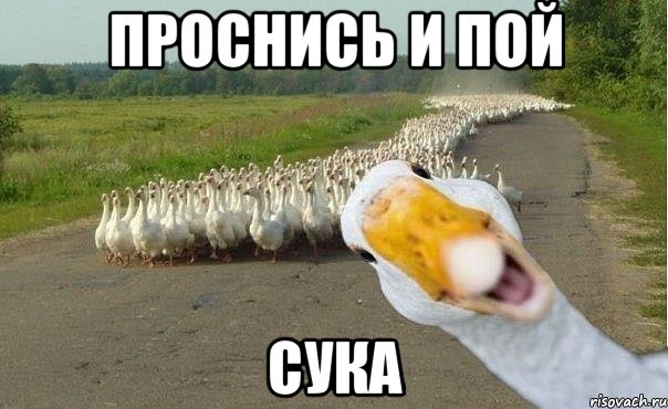 ПРОСНИСЬ И ПОЙ СУКА, Мем гуси