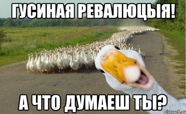 гусиная ревалюцыя! а что думаеш ты?, Мем гуси