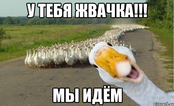 У тебя жвачка!!! МЫ ИДЁМ, Мем гуси