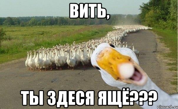 Вить, ты здесЯ ЯщЁ???, Мем гуси