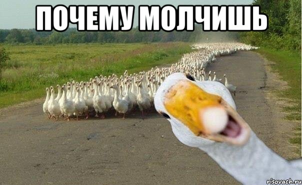 ПОЧЕМУ МОЛЧИШЬ , Мем гуси