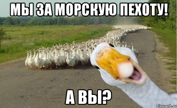 Мы за морскую пехоту! А вы?, Мем гуси