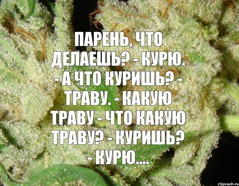 Парень, что делаешь? - Курю. - А что куришь? - Траву. - Какую траву - Что какую траву? - Куришь? - Курю...., Комикс hbjbhjh