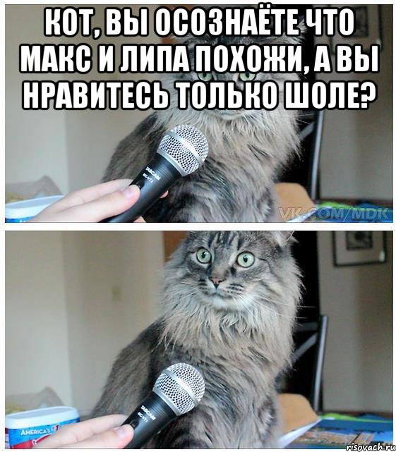 кот, вы осознаёте что макс и липа похожи, а вы нравитесь только шоле? , Комикс  кот с микрофоном