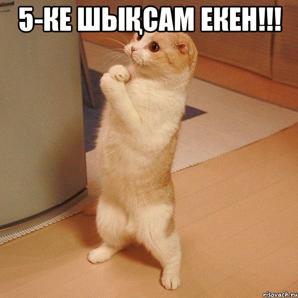 5-ке шықсам екен!!! , Мем  котэ молится