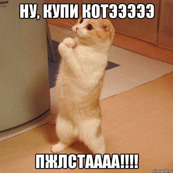 ну, купи котэээээ пжлстаааа!!!, Мем  котэ молится