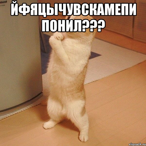 йфяцычувскамепи понил??? , Мем  котэ молится