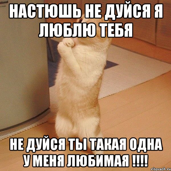 настюшь не дуйся я люблю тебя не дуйся ты такая одна у меня любимая !!!, Мем  котэ молится