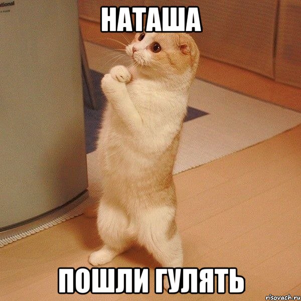 наташа пошли гулять, Мем  котэ молится