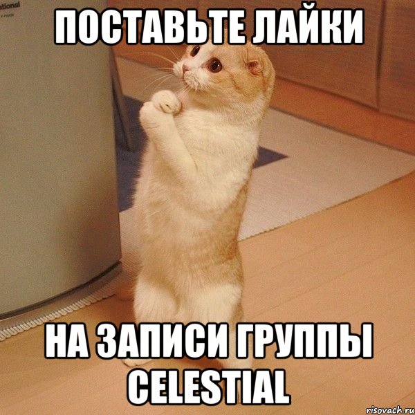 поставьте лайки на записи группы celestial, Мем  котэ молится