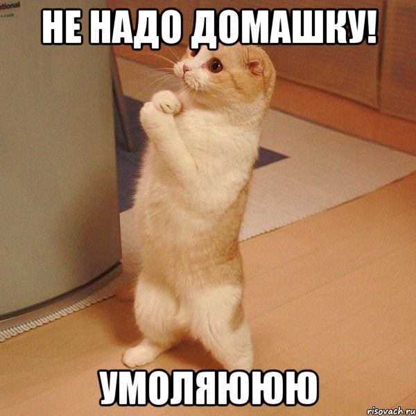 Не надо домашку! Умоляююю, Мем  котэ молится