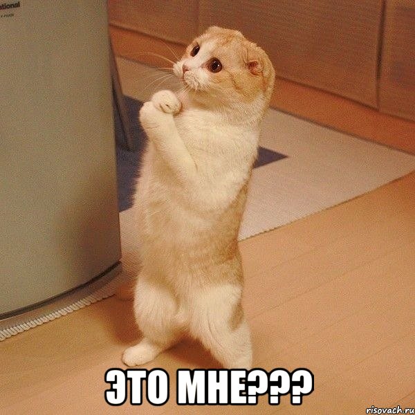  Это мне???, Мем  котэ молится