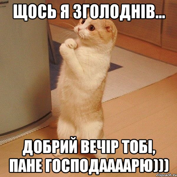 Щось я зголоднів... Добрий вечір тобі, пане господаааарю))), Мем  котэ молится