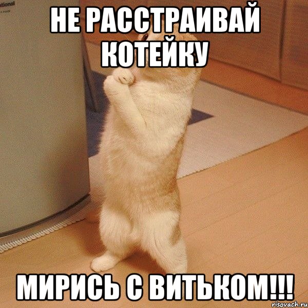 не расстраивай котейку мирись с Витьком!!!, Мем  котэ молится