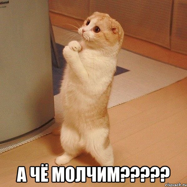  А ЧЁ МОЛЧИМ?????, Мем  котэ молится