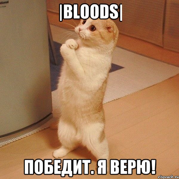 |BloODs| Победит. Я верю!, Мем  котэ молится