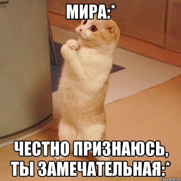 Мира:* Честно признаюсь, ты замечательная:*, Мем  котэ молится