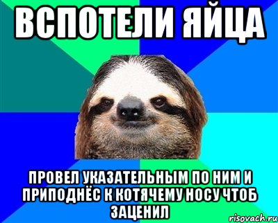 вспотели яйца провел указательным по ним и приподнёс к котячему носу чтоб заценил, Мем Ленивец