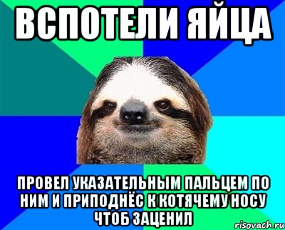 вспотели яйца провел указательным пальцем по ним и приподнёс к котячему носу чтоб заценил, Мем Ленивец