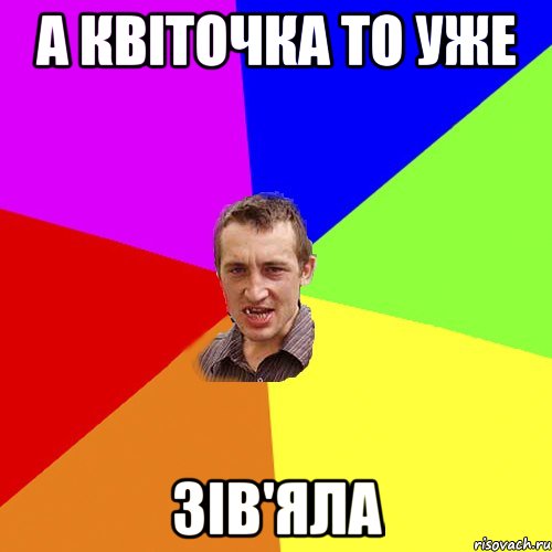 а квіточка то уже зів'яла, Мем Чоткий паца