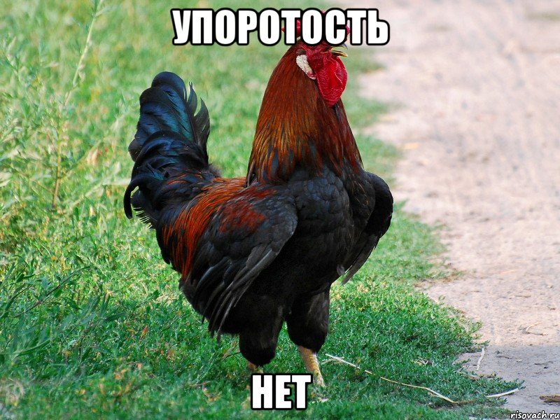 упоротость нет