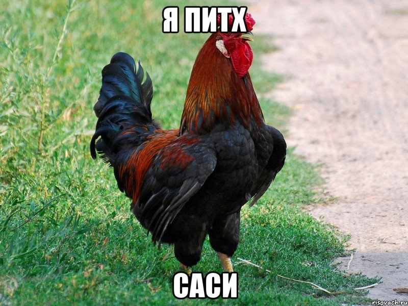 я питх саси