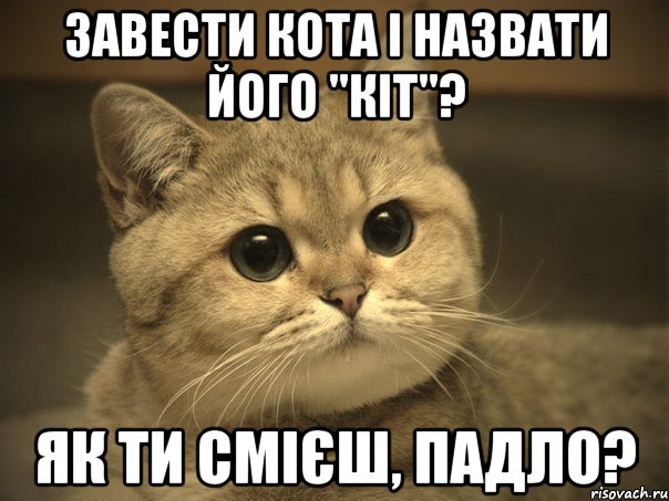 завести кота і назвати його "кіт"? як ти смієш, падло?, Мем Пидрила ебаная котик