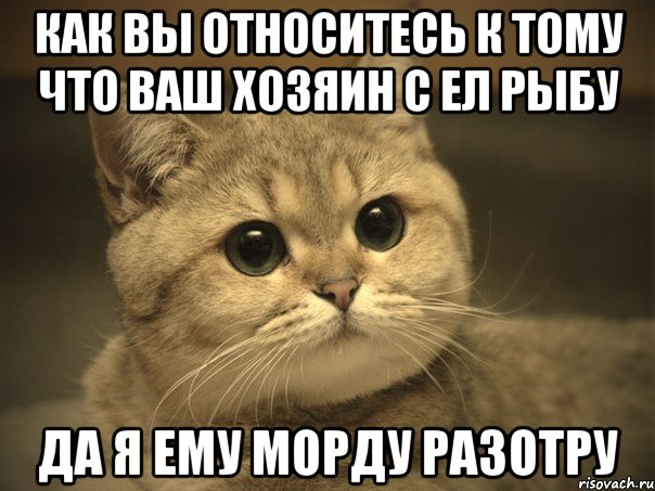 как вы относитесь к тому что ваш хозяин с ел рыбу да я ему морду разотру, Мем Пидрила ебаная котик