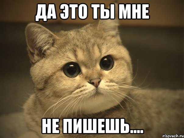 да это ты мне не пишешь...., Мем Пидрила ебаная котик