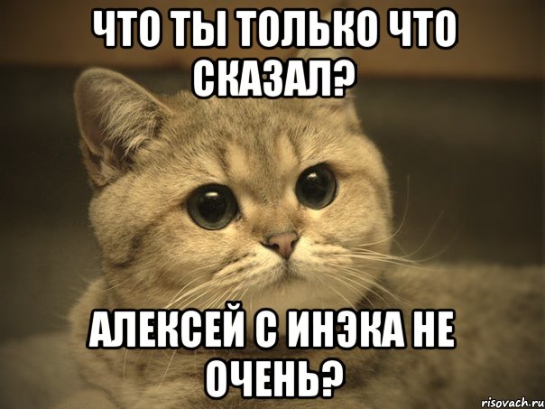 ЧТО ТЫ ТОЛЬКО ЧТО СКАЗАЛ? АЛЕКСЕЙ С ИНЭКА НЕ ОЧЕНЬ?, Мем Пидрила ебаная котик