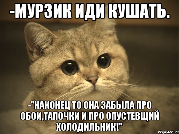 -Мурзик иди кушать. -"Наконец то она забыла про обои,тапочки и про опустевщий холодильник!", Мем Пидрила ебаная котик