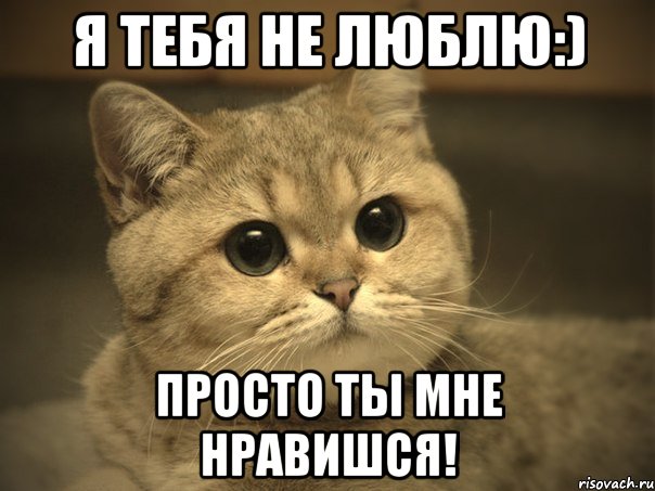 я тебя не люблю:) просто ты мне нравишся!, Мем Пидрила ебаная котик