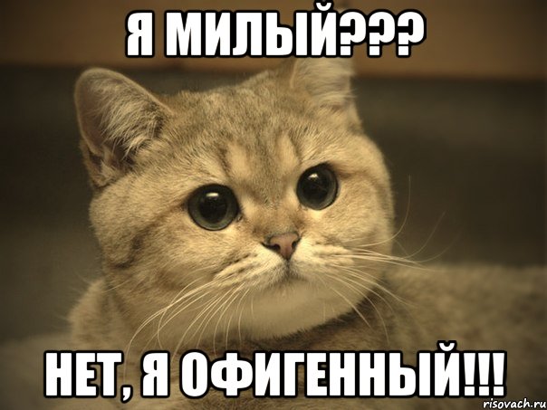 Я милый??? Нет, я офигенный!!!, Мем Пидрила ебаная котик