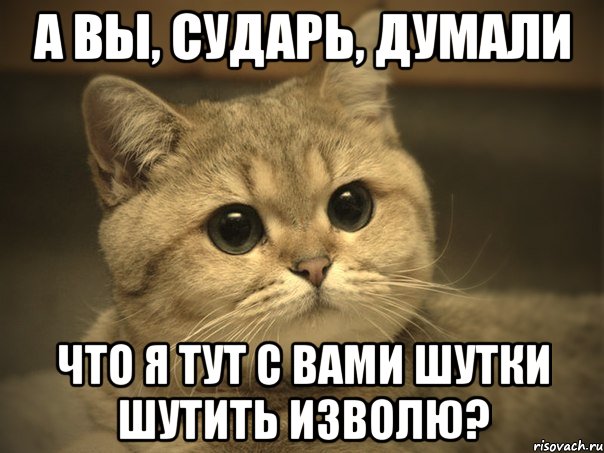 А вы, сударь, думали что я тут с вами шутки шутить изволю?, Мем Пидрила ебаная котик