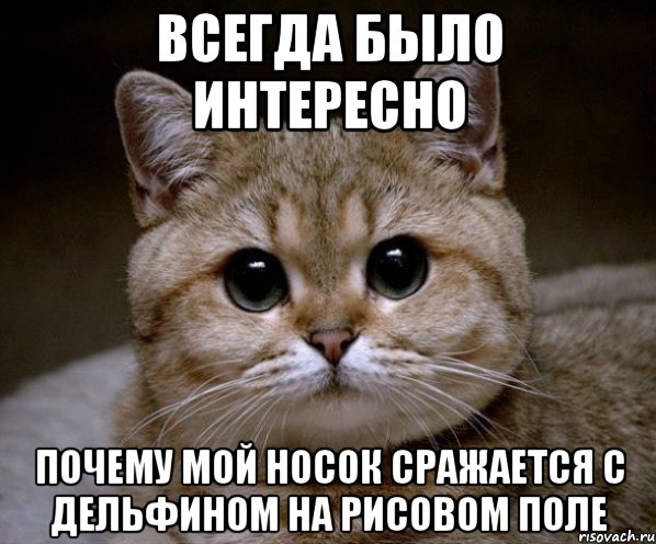 Всегда было интересно Почему мой носок сражается с дельфином на рисовом поле, Мем Пидрила Ебаная